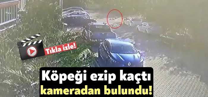 Kocaeli'de bir sürücünün, sokakta bulunan köpeğe çarpıp, yoluna devam ettiği