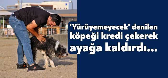 Kocaeli'de aracın çarpması neticesinde ağır yaralanan ve bazı veteriner hekimlerin