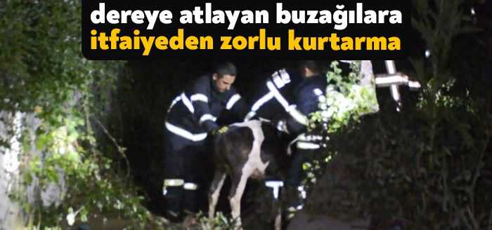 Kocaeli'de ahıra giren şahıslardan korkarak dereye atlayan iki buzağı, itfaiye