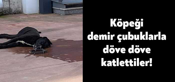 Dilovası Mermerciler Sanayi Sitesi’nde bir fabrikada çalışanlar köpeği vahşice katletti.