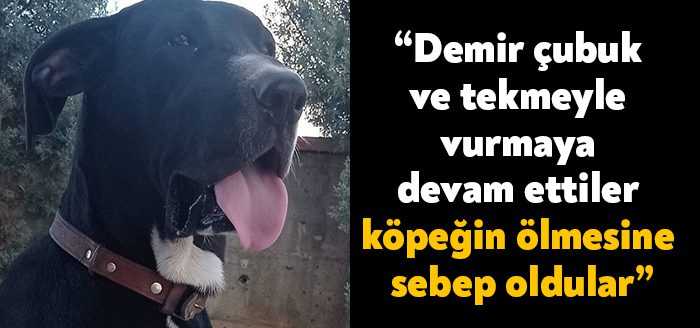Kocaeli'de köpekleriyle kavga eden fabrikanın sahipli köpeğini demir çubuk ve