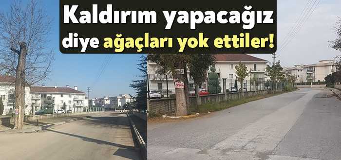 Kartepe Belediyesi ekipleri, Dumlupınar Mahallesi’nde kaldırım yapmak için ağaçları yok