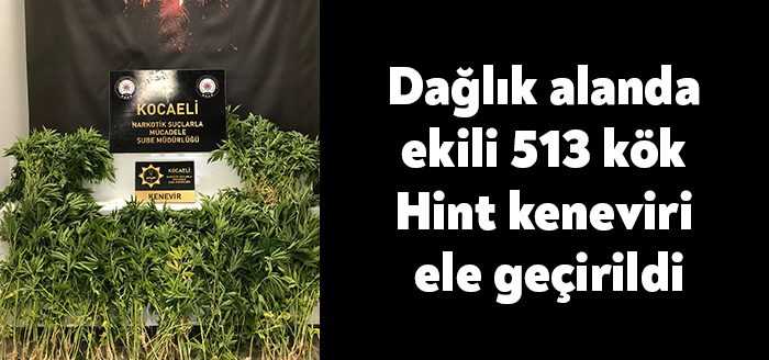 Kocaeli'nin Gölcük ilçesinde polis ekipleri dağlık alanda ekili 513 kök