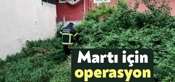 Kocaeli İzmit'te otluk alandaki dikenlerin içinde mahsur kalan martı, itfaiye