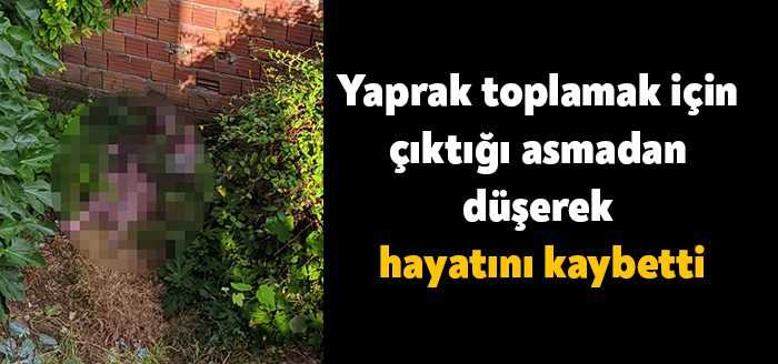 Kocaeli’nin Gebze ilçesinde yaşlı kadın Sevgi Temiz yaprak toplamak için