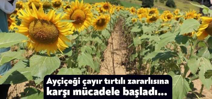 Kocaeli'de ayçiçeği çayır tırtılının görüldüğü İzmit ve Kandıra ilçelerinde zararlıya