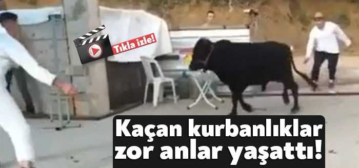 Kocaeli’de kaçan kurbanlık hayvanlar vatandaşlara zor anlar yaşattı. Kurbanlıkların üstlerine