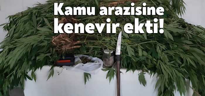 Kocaeli'de kamuya ait araziye kenevir eken şüpheli, jandarma ekipleri tarafından