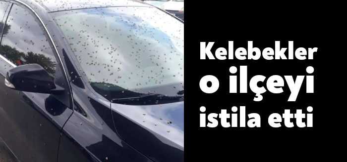 Kocaeli’nin Kandıra ilçesinde cadde ve sokaklar kelebeklerce istila edildi. Kelebeklerin