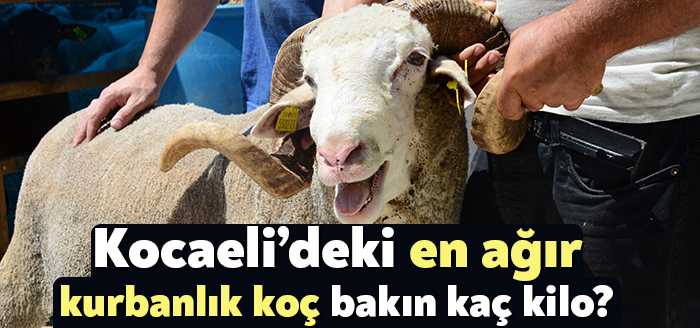 Kocaeli Modern Hayvan Pazarı'nın en ağır küçükbaş hayvanı, 130 kilogram