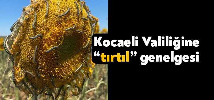 Trakya Bölgesi’nde ayçiçeği tarlalarında ve bazı bölgelerde ise mısırda görülen