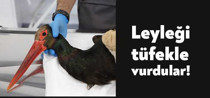 Av tüfeğiyle vurularak yaralanan ve nadir görülen türlerden olan Kara