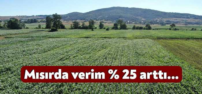 Kocaeli’de bu yıl yağışların bolluğu mısır ekiminde artış sağladı. Çiftçiler,