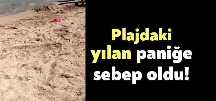 Kocaeli’de vatandaşların serinlemek için denize girdiği esnada plajda görünen yılan