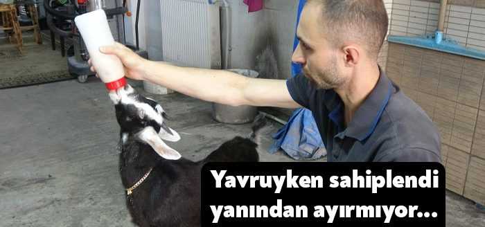 Kocaeli’de oto yıkama işiyle uğraşan bir vatandaş, yavruyken sahiplendiği keçiye