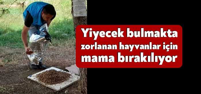 İzmit Belediyesi, yiyecek bulmakta zorlanan sokak hayvanları için kentin belirli