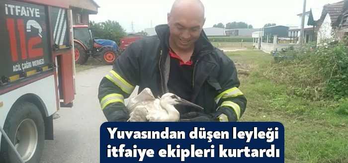 Kocaeli'nin Kartepe ilçesinde yuvasından düşen leylek, ekipler tarafından bulunduğu yerden
