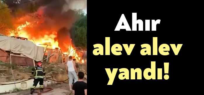 Kocaeli'nin İzmit ilçesinde bulunan ahır alevlere teslim olurken, itfaiye ekipleri