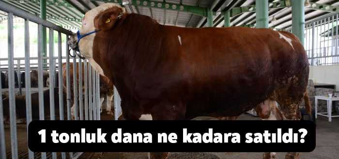Kocaeli Modern Hayvan Pazarı’nın bu seneki rekortmeni 1 ton 100