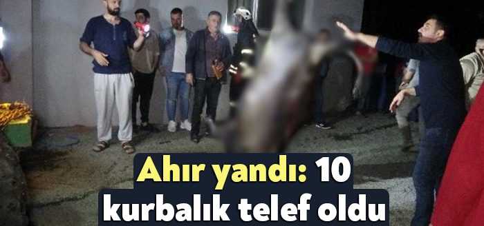 Kocaeli’nin Gölcük ilçesinde bulunan bir ahırda yangın çıktı. Ahırda telef