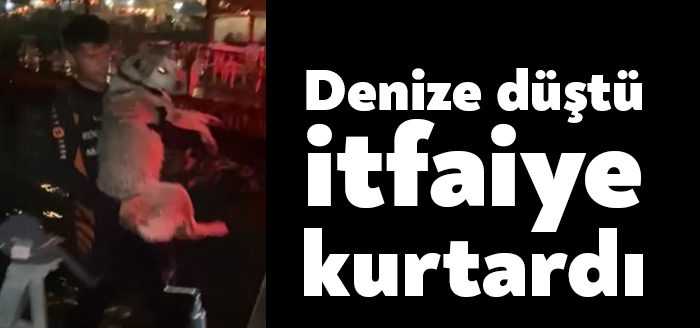  Kocaeli'de denizde mahsur kalan köpek, Kocaeli İtfaiyesi Su Altı Arama