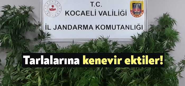 Kocaeli'nin Gölcük ilçesinde tarlalarına kenevir eken 3 şüpheli jandarma operasyonuyla