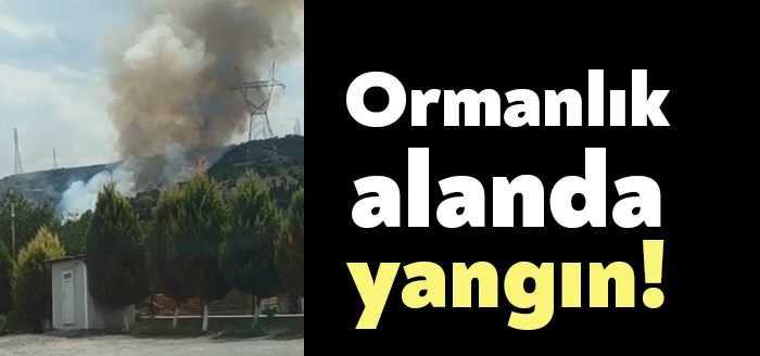 Kocaeli'nin Gebze ilçesinde ormanlık alanda yangın çıktı. Olay yerine çok