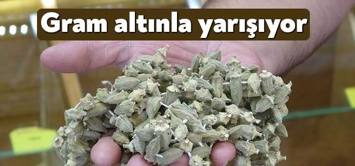 Kocaeli'de kilosu 800 ile 1000 TL'den alıcı bulan kuru bamya,