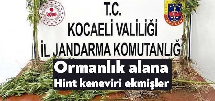 Kocaeli'de jandarma ekipleri tarafından ormanlık alanda bulunan 300 kök Hint
