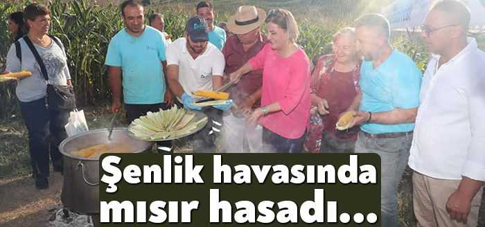 İzmit Belediyesinin tarımsal kalkınma hamlelerinden biri olan silajlık mısır projesi