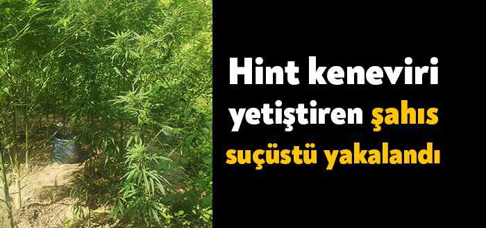 Kartepe'de ormanlık alanda yapılan aramada uyuşturucu madde elde etmek amacıyla