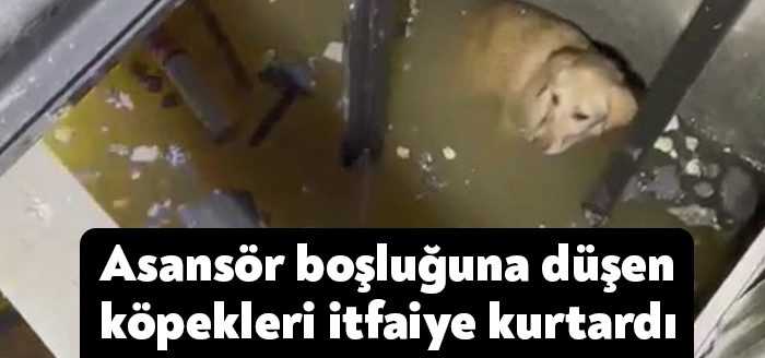 Kocaeli’de asansörün su dolu boşluğuna düşüp mahsur kalan köpekler havlayarak