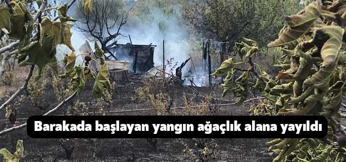Kocaeli’de barakada başlayan yangın ağaçlık alana sirayet etti. Orman müdürlüğü
