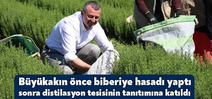 Büyükşehir'in toprakla buluşturduğu 4 milyon aromatik bitkiden biberiyenin hasadı yapıldı.
