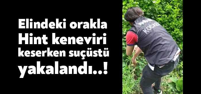 Kocaeli’de bir arazide yapılan çalışmada 240 kök Hint keneviri ile