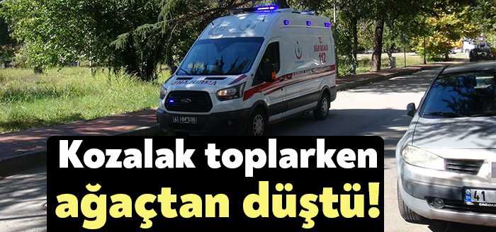 Kocaeli'de kozalak toplamak için çam ağacına çıkan 61 yaşındaki adam,