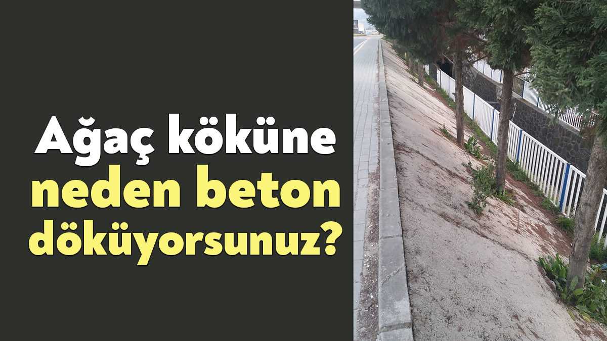 Belediyelerin çevre ve yol düzenlemerinde yapılan en büyük hata, ağaçların