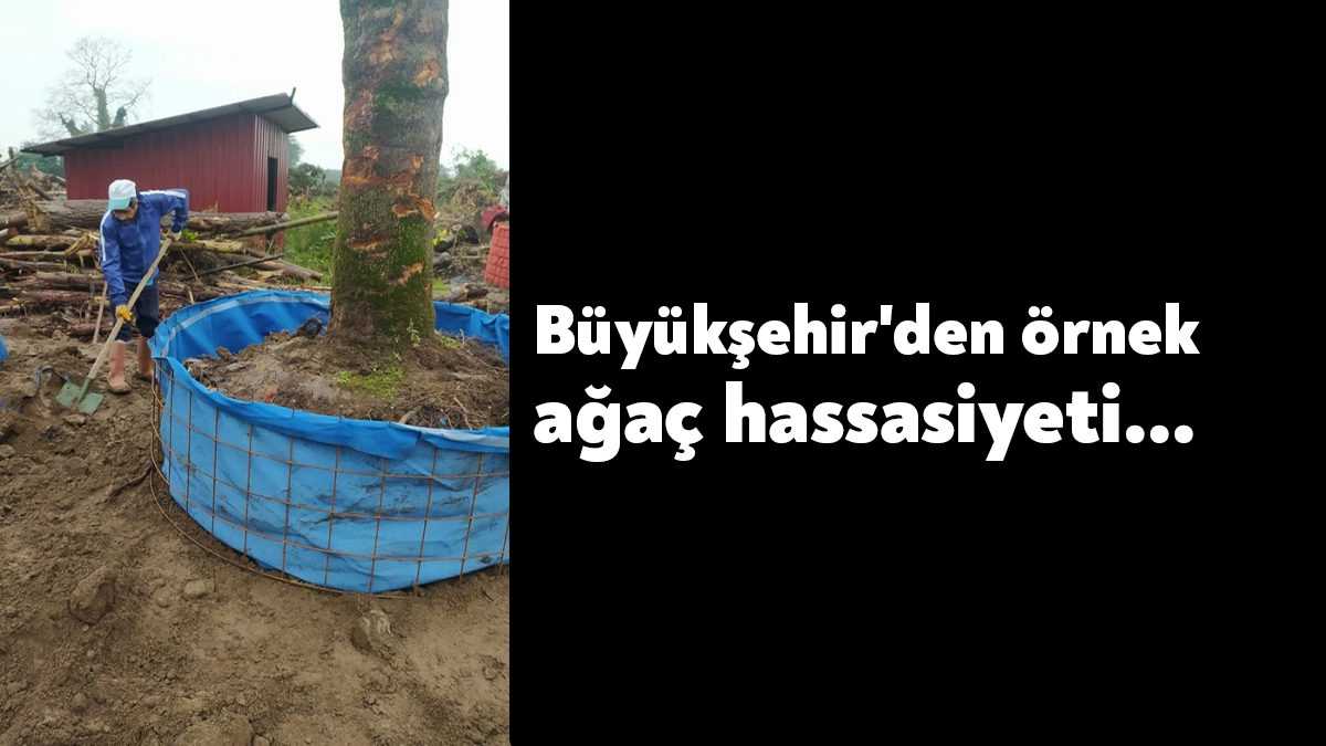 Büyükşehir ekipleri, İzmit Millet Bahçesi kapsamında fuardaki ağaçları hassasiyetle yerinde
