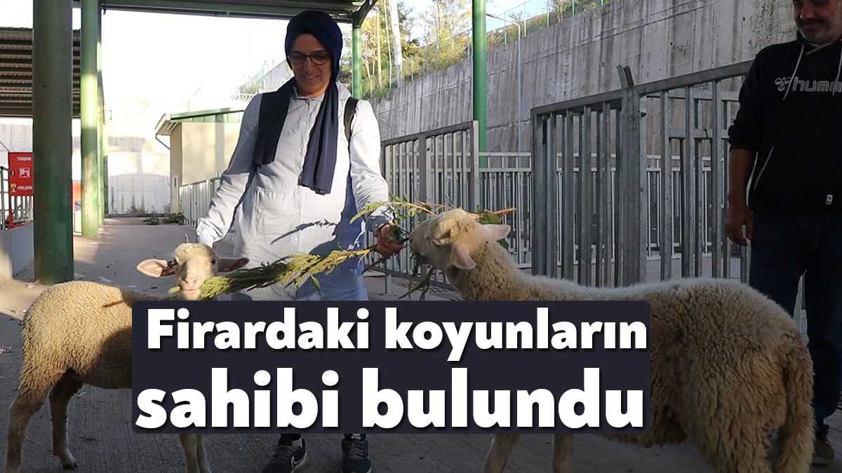  Kocaeli'de sürüden firar ederek şehri birbirine katan kuzu ile koyun
