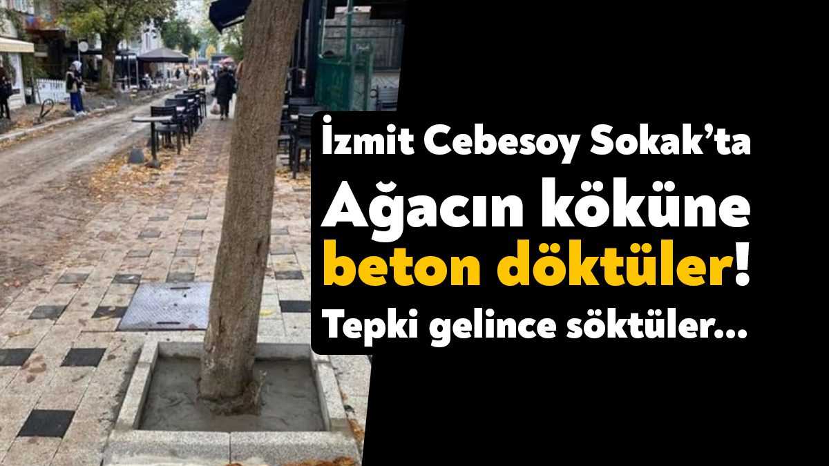 Kocaeli'nin İzmit ilçesinde Cebesoy Sokak'ta yenileme çalışmaları sırasında bir ağacın