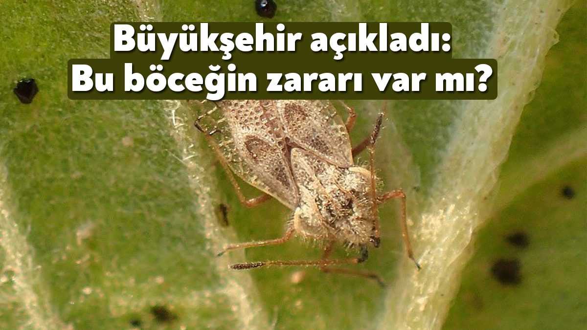Kocaeli Büyükşehir, bir çeşit bitki zararlısı olan ve son günlerde
