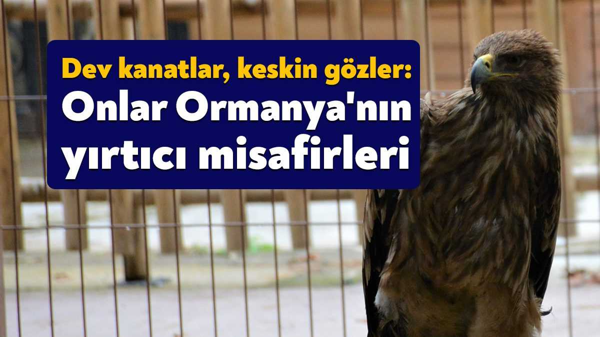 Kocaeli'de doğaya dönemeyecek durumda olan engelli yırtıcı kuşlar, ömür boyu