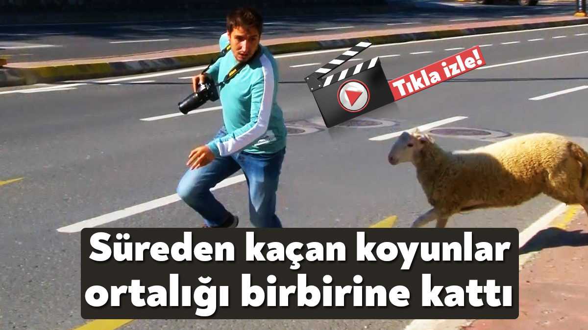 Kocaeli'nin İzmit ilçesinde sürüden kaçan bir kuzu ile koyun, komedi