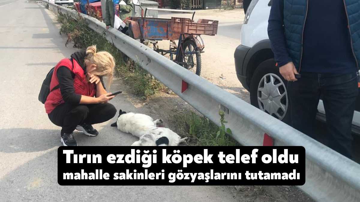 Kocaeli'nin Kartepe ilçesinde yolun karşısına geçmeye çalışan köpek, tırın çarpması