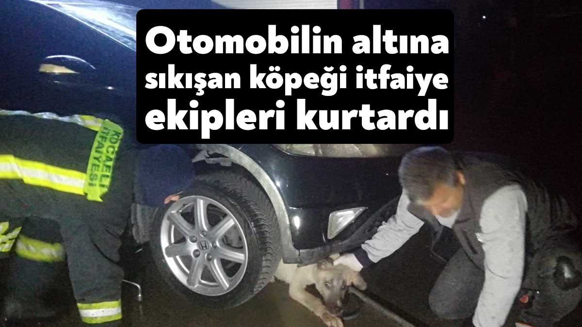 Kocaeli’de otomobilin altına girerek sıkışan köpek itfaiye ekiplerinin çalışmaları neticesinde