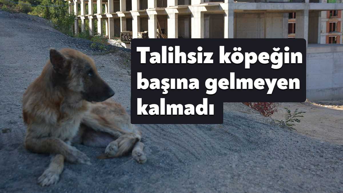 Kocaeli'de inşaat halindeki binaya giren köpeğin başına gelmeyen kalmadı. Arka