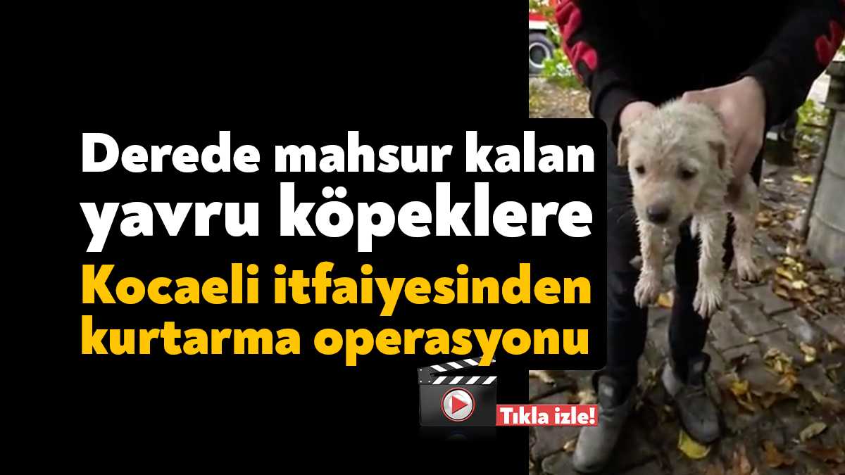 Kocaeli'de bir dere yatağında mahsur kalan yavru köpekler, Kocaeli İtfaiyesi