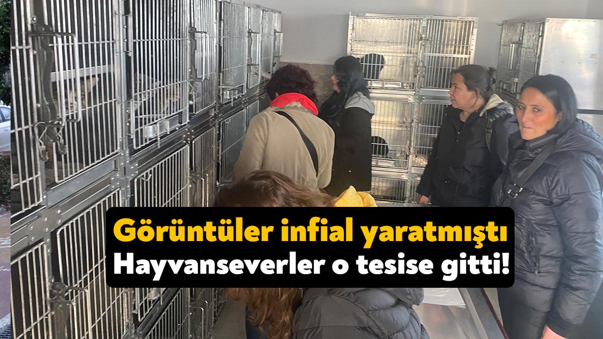 Kocaeli’nin Gebze ilçesinde sosyal medyada hayvanların uyutulup poşetlere doldurulduğu iddialarını