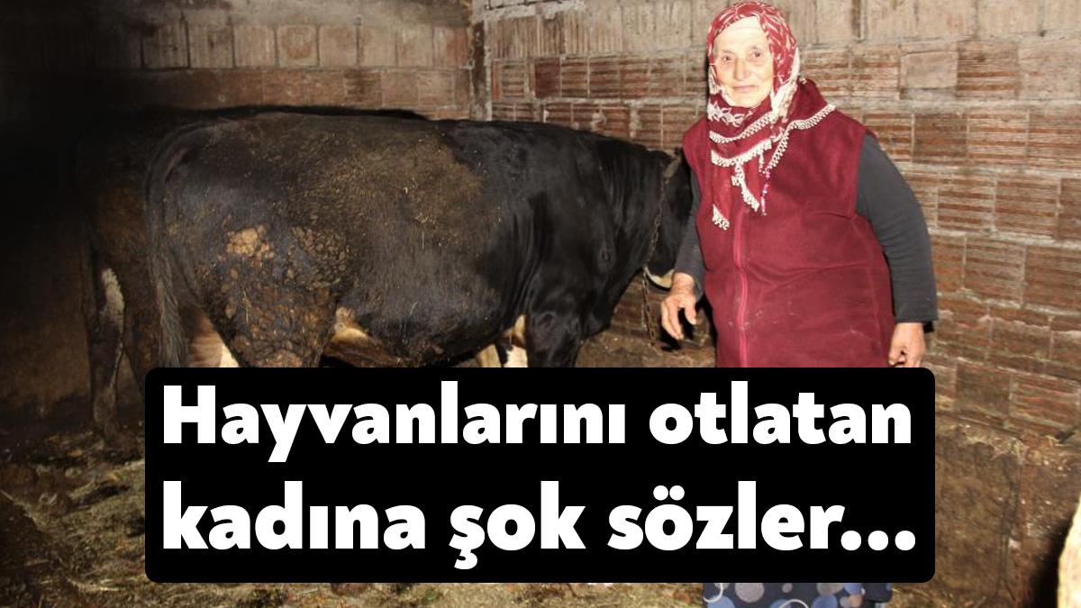 Kocaeli'de hayvanlarını otlatan 74 yaşındaki kadına, başka bir kadının gösterdiği