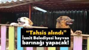 İzmit Belediyesi hayvan barınağı yapacak!